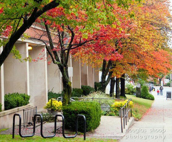 trees outside library